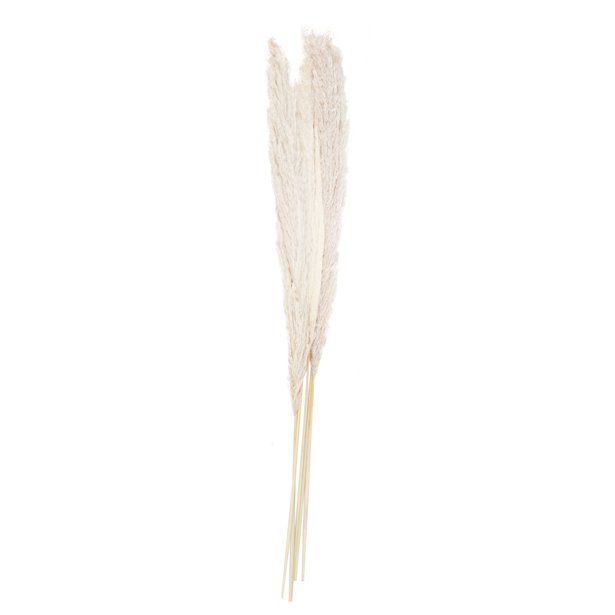 A Touch Of Pampas Bleached Pampas Grass (5pk)