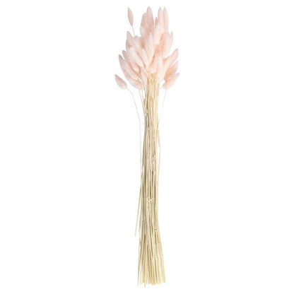 A Touch Of Pampas Blush Pink Dried Bunny Tail Grass (20pk)