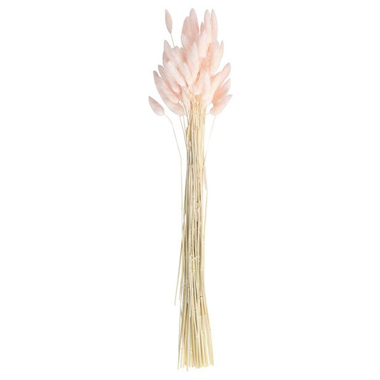 A Touch Of Pampas Blush Pink Dried Bunny Tail Grass (20pk)