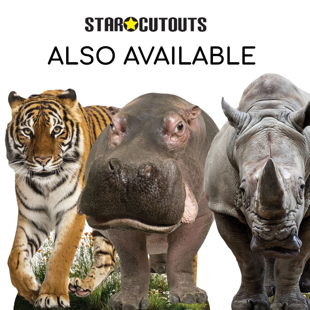 SC4852 Young Hippo Cardboard Cutout Height 133cm