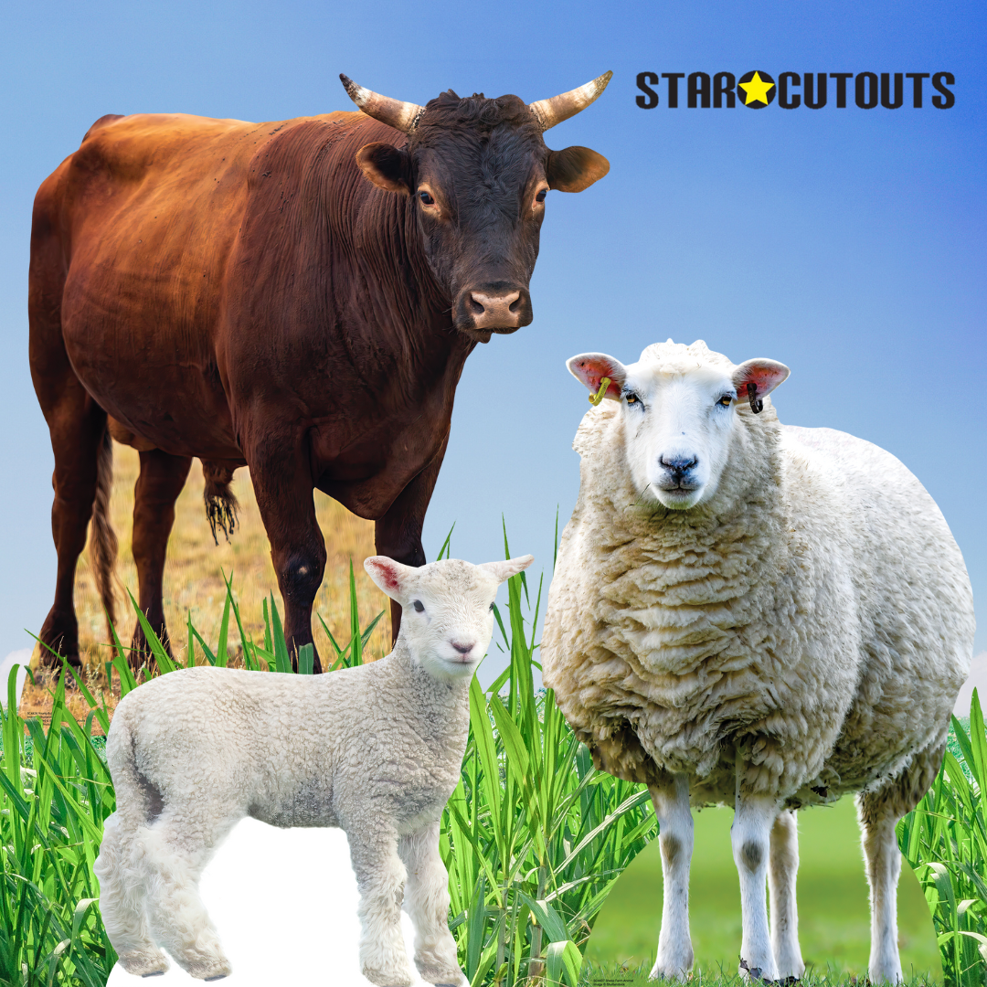SC4437 Sheep Farm Animal Cardboard Cut Out Height 94cm – product image 6