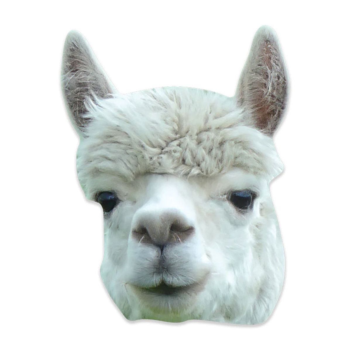 Alpaca Cardboard Mask