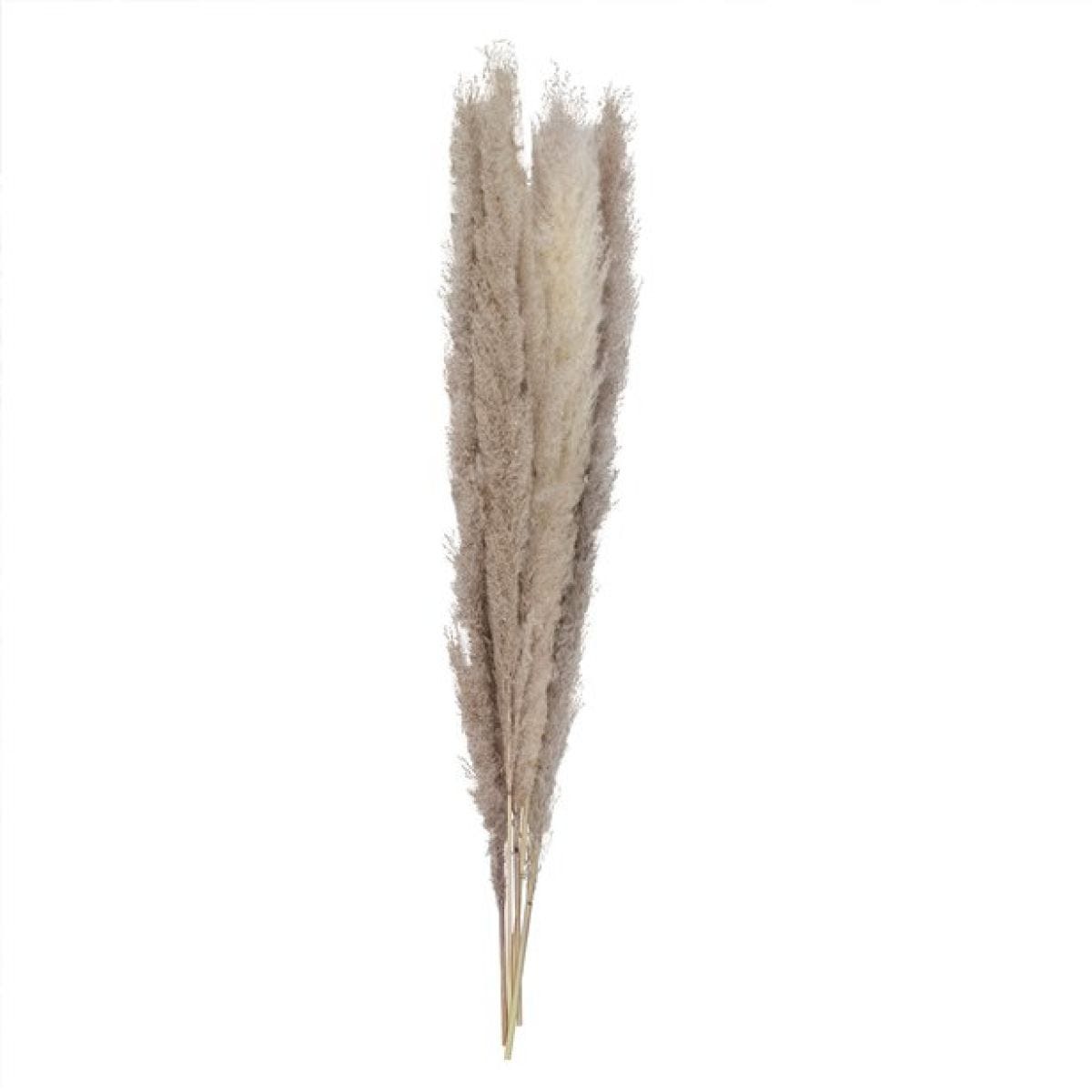 A Touch Of Pampas Natural Pampas Grass (5pk)