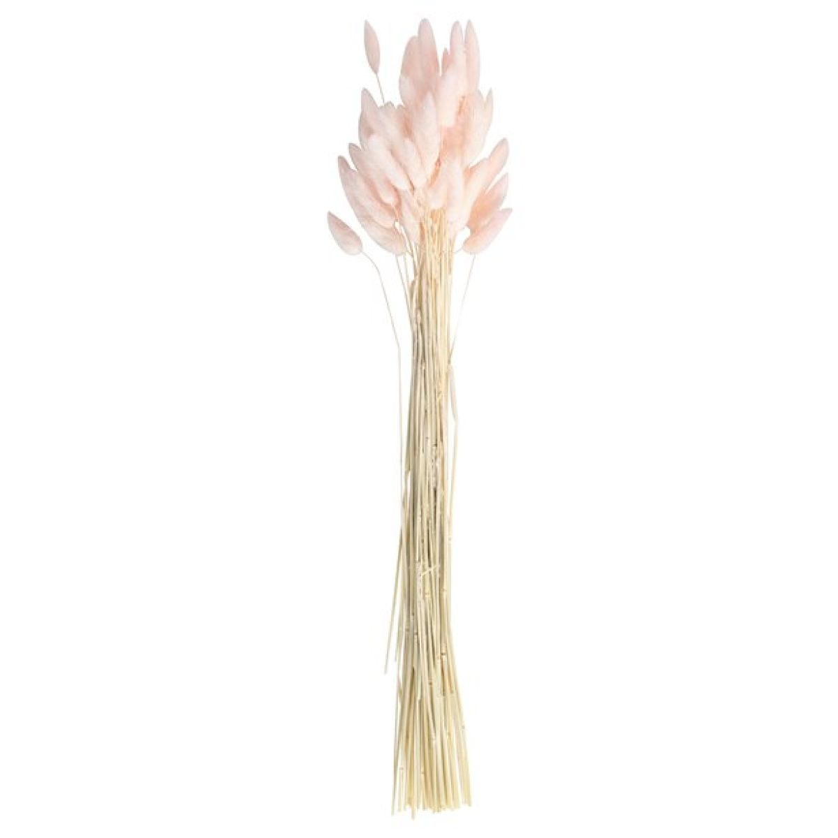 A Touch Of Pampas Blush Pink Dried Bunny Tail Grass (20pk)