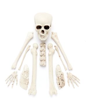 Complete Bag of Skeleton Bones